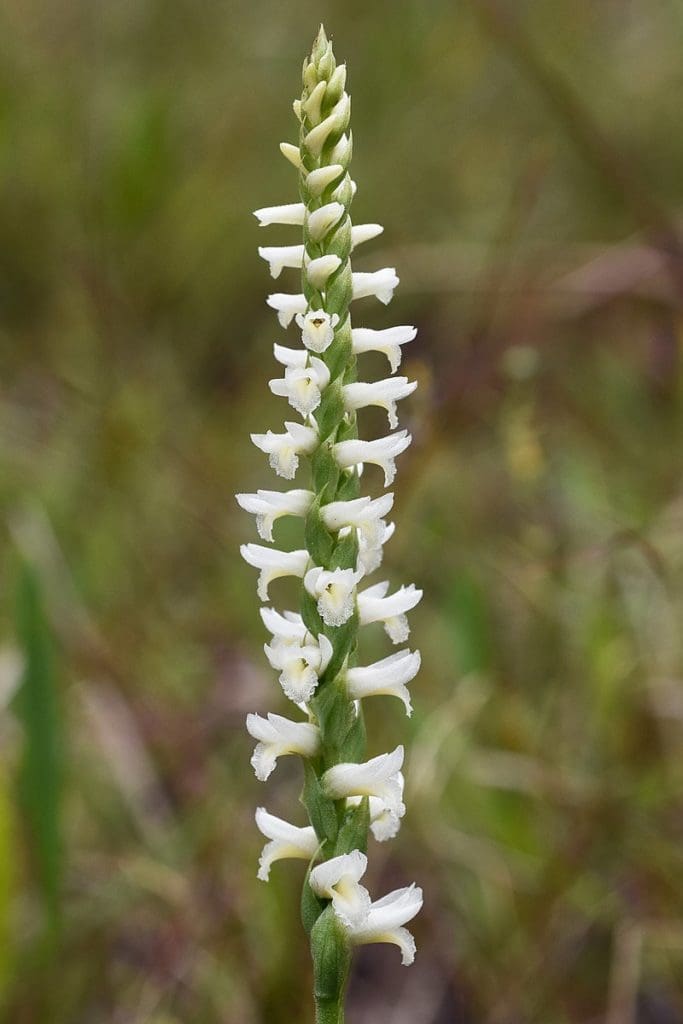 Starry Ladies' Tresses in Lake Tahoe wildflowers