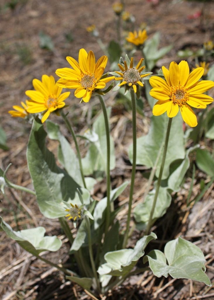 Arrow-Leaved Balsamroot - A wildflower that grows in the Tahoe basin