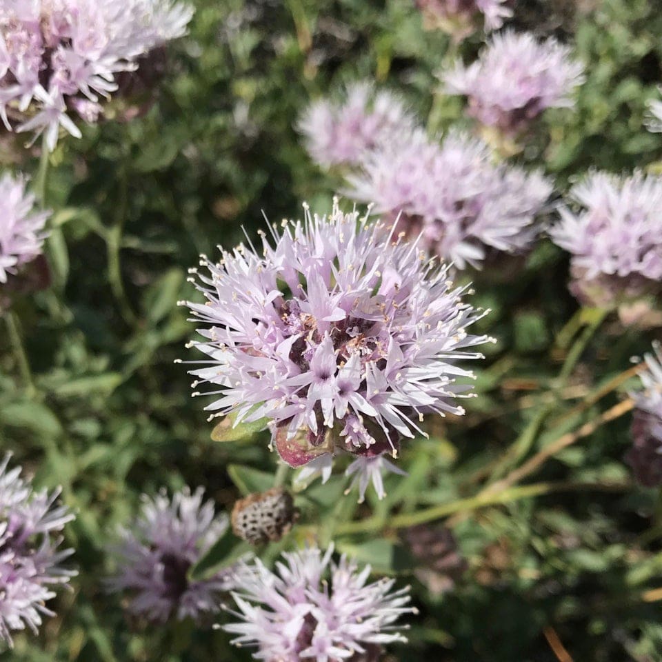 Mountain Pennyroyal found in the Sierra Nevada mountain range.