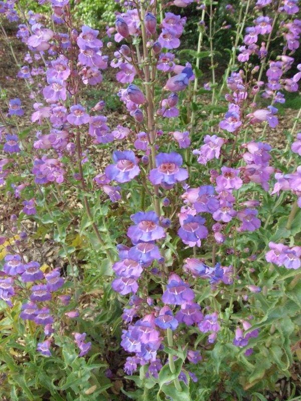 Showy Penstemon