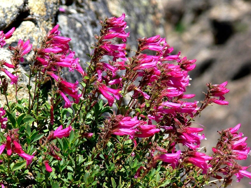 Mountain Pride wildflower found along a Lake tahoe hiking trail in a granite rock