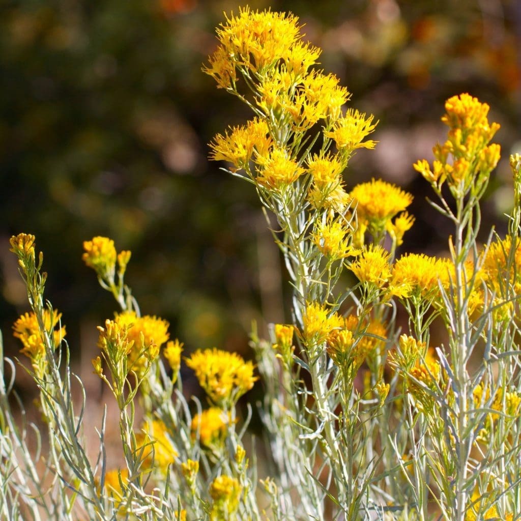 Rubber Rabbitbrush in Lake Tahoe