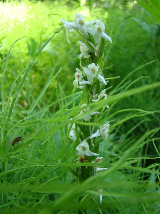 Rein Orchid. Native orchid found along Lake Tahoe hiking trails