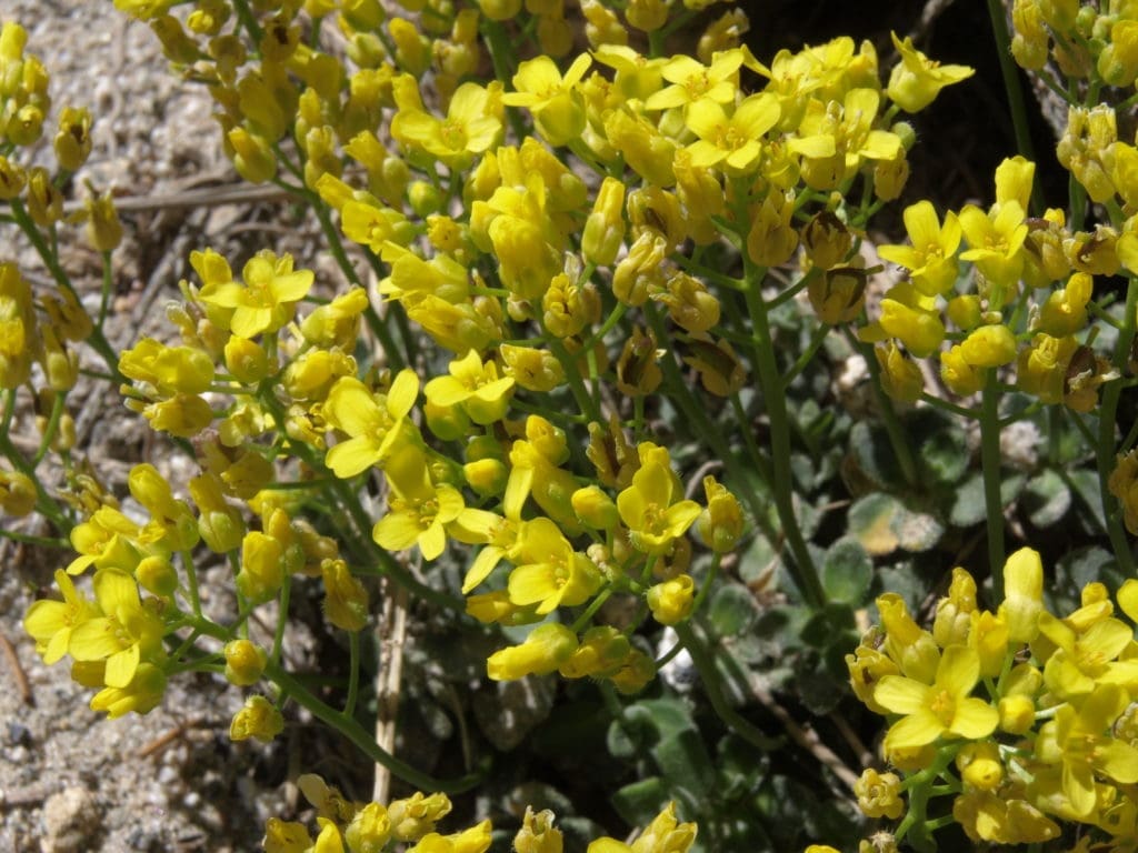 Tahoe Draba found while hiking