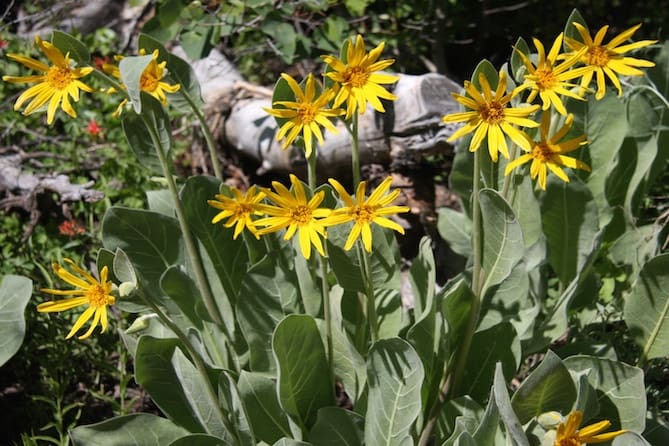 Wooly Mule Ears wildflowers