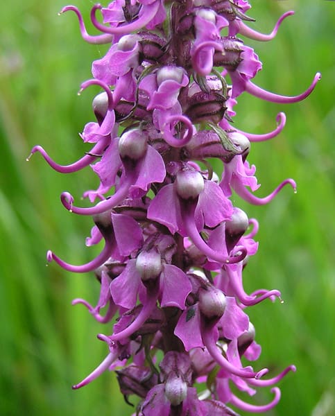 Big Elephants Head - wildflower identification