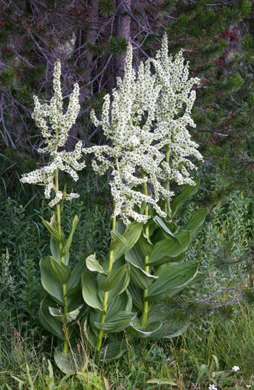 Blooming Corn Lilly, a popular wildflower to find in Lake Tahoe