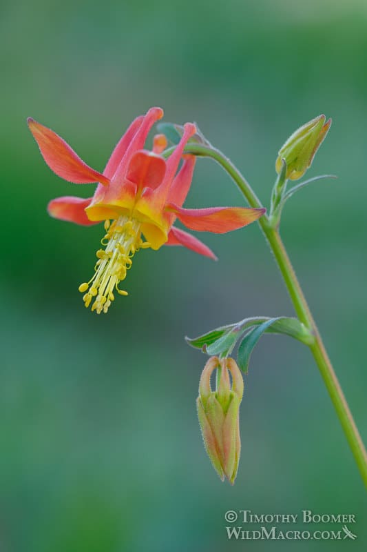 Crimson Columbine Wildflower in Lake Tahoe Hiking Trails