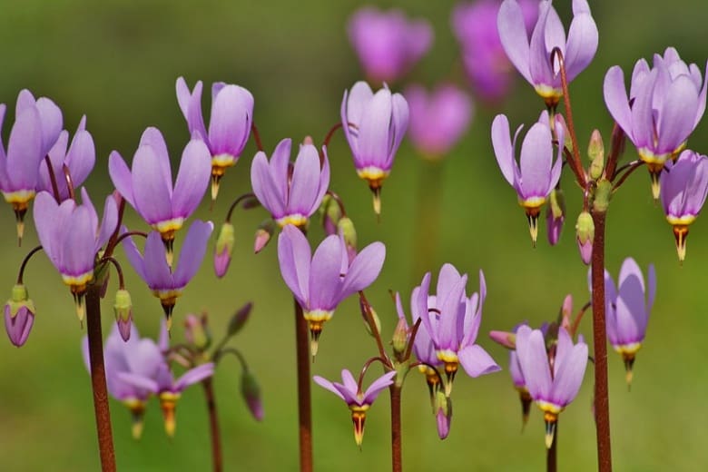 Shooting Stars - A popular wildflower along Lake Tahoe hiking trails