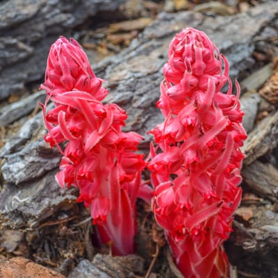 Snow Plant in Lake Tahoe