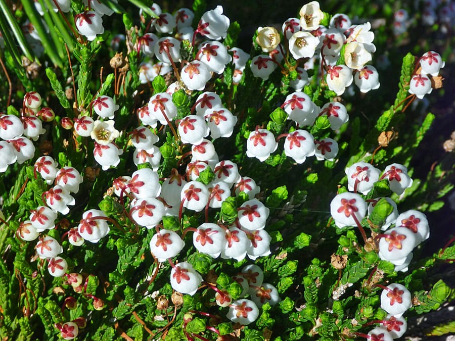 Alpine Heather or Cassiope found in Lake Tahoe while hiking