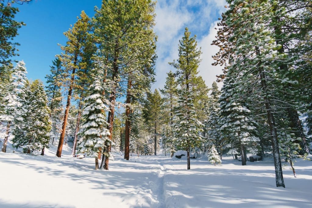 Snow covered trail through the forest in Lake Tahoe winter