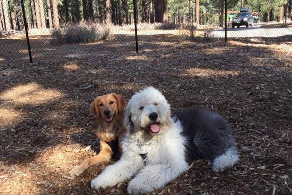 Two dogs relaxing at Bijou Dog Park
