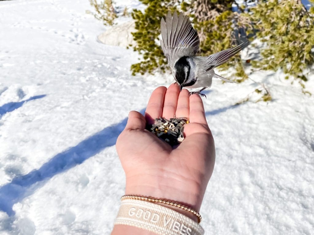 Chickadee Ridge snowshoe trek in Lake Tahoe