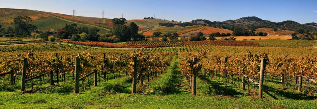 Vineyard in Napa Valley