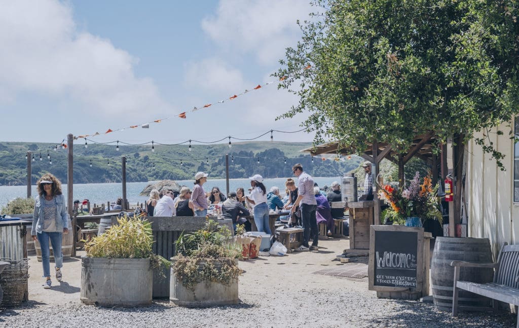 Hog Island Oyster Company in Tomales Bay