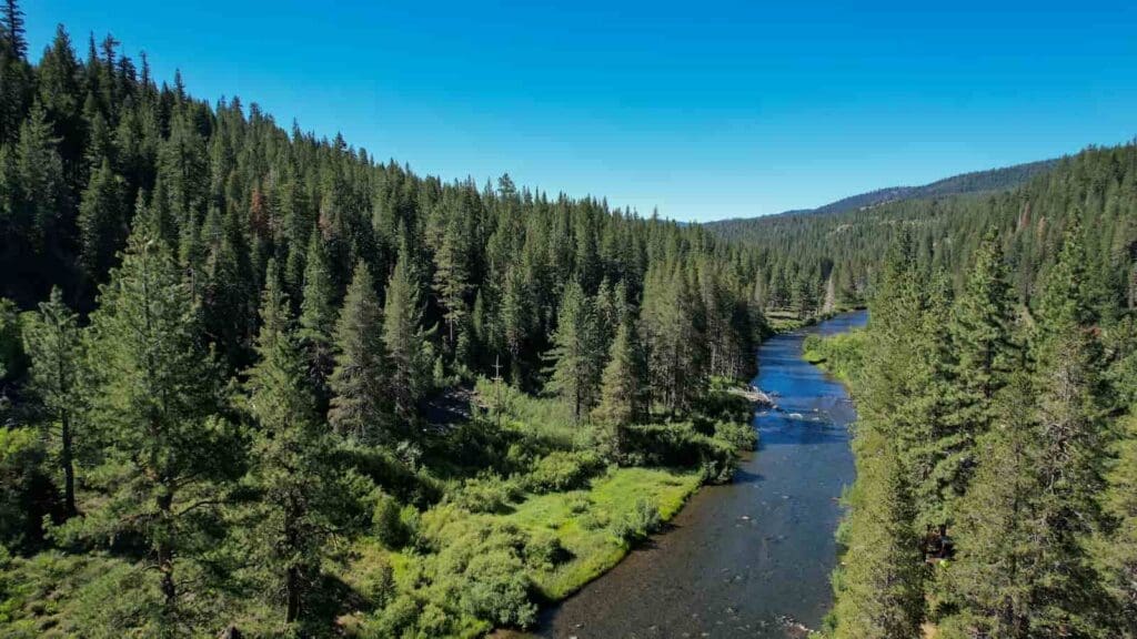 Aerial view of Lake Tahoe with pine trees
