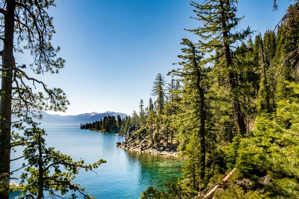 West shore of lake tahoe covered in pine trees