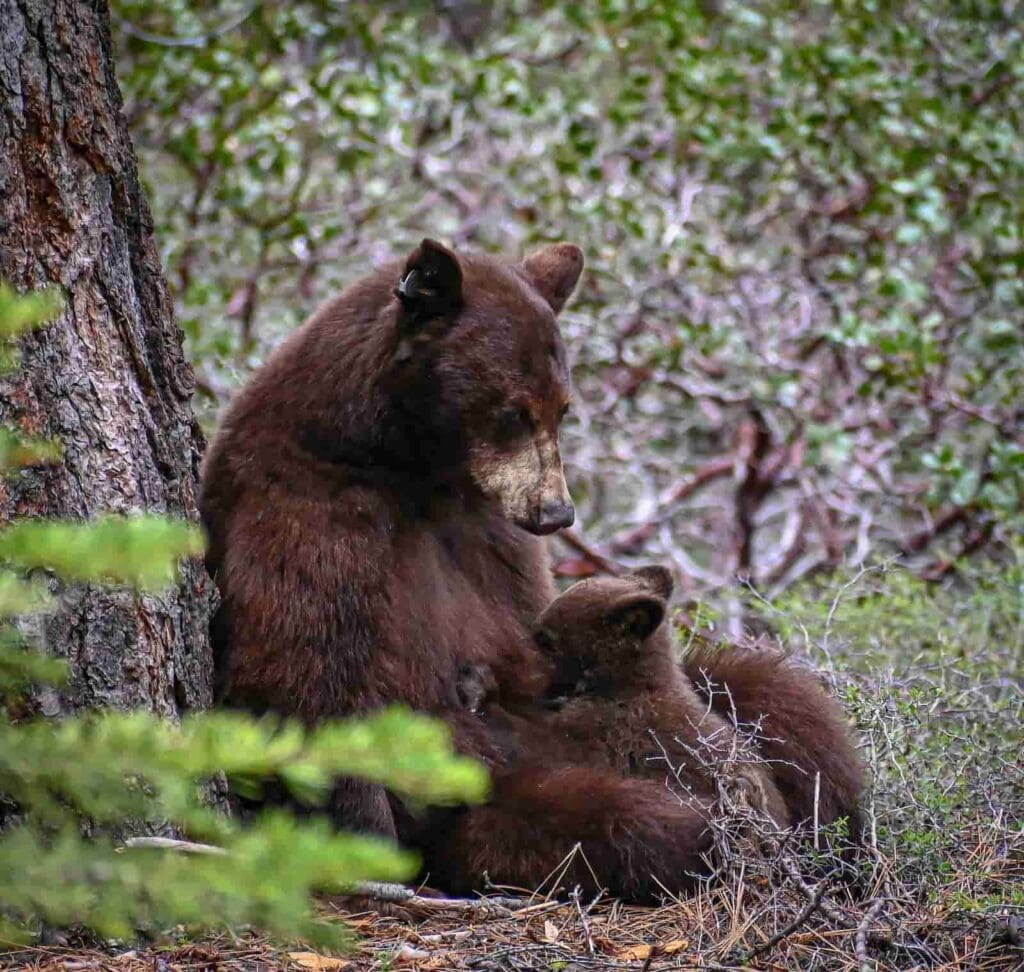 Black bear mama with baby bear cub in Lake Tahoe